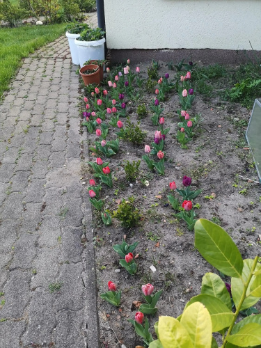 Fewo Renken