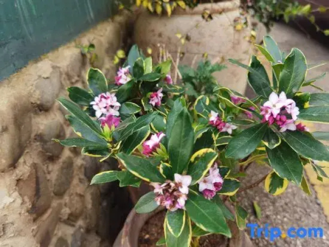 Yiyuan Linyang Homestay