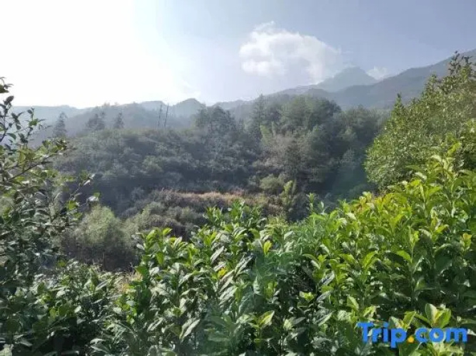 Yunjin Mountain Lodge (Huangshan Scenic Area Tangkounandamen South Gate)