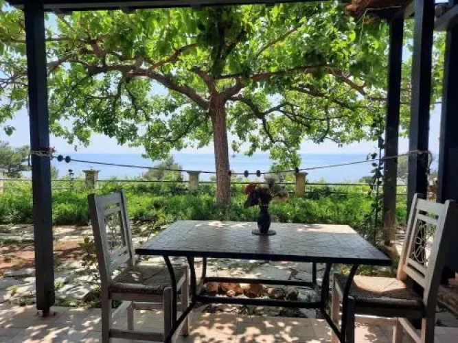 Stella Vineyard