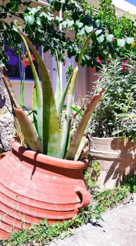 Yucca Studio, beautiful apartment with garden