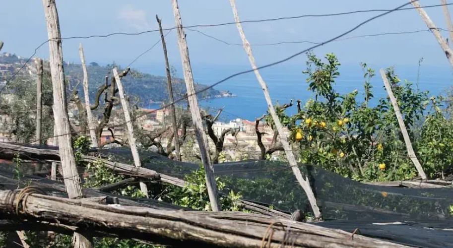 Sorrento Studios Lemons Hill