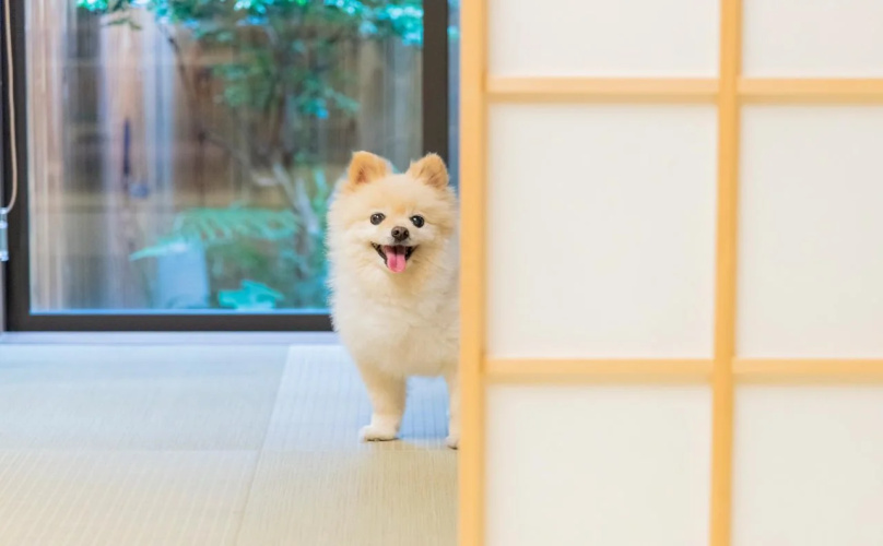 Kyoto Karin 京都 可凛