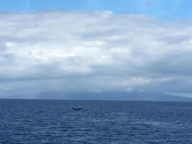 Aloha WAI2