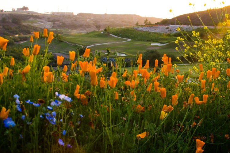 The Westin Carlsbad Resort & Spa photo 27
