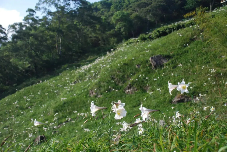Qingshan Homestay