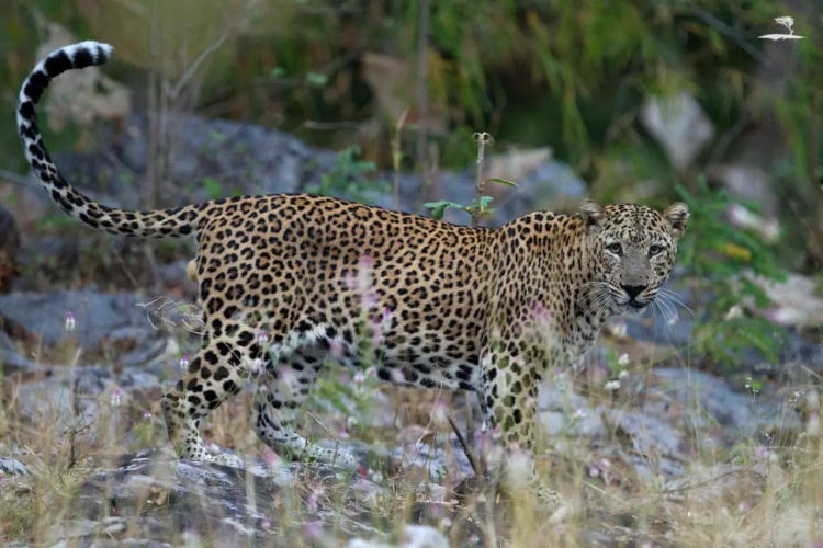 Red Earth Tadoba
