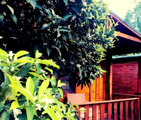 Standard Bungalow