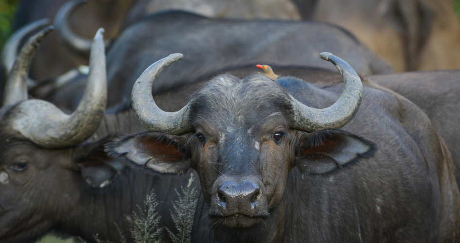 Lion Sands River LodgeOver view
