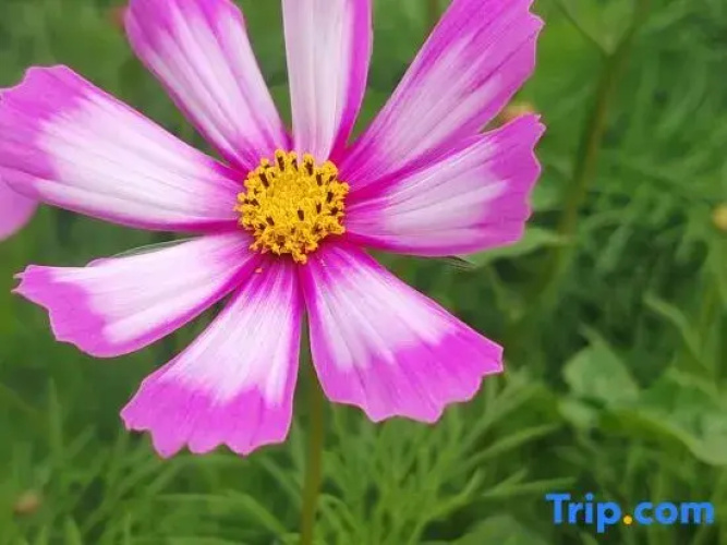 Turks Garden Homestay