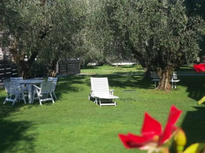 Olive Tree House