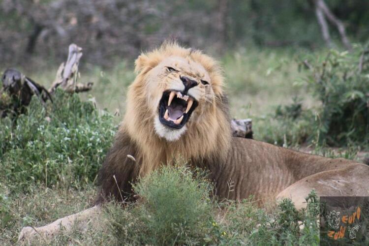 Lodge Afrique Over view