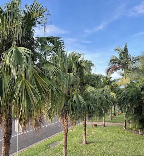 1 Bedroom Premium Apartment with garden view