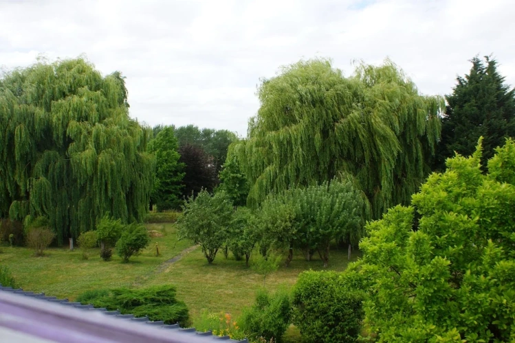 Superior Double room with park view
