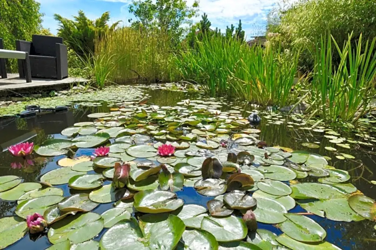 Les Nymphéas 52