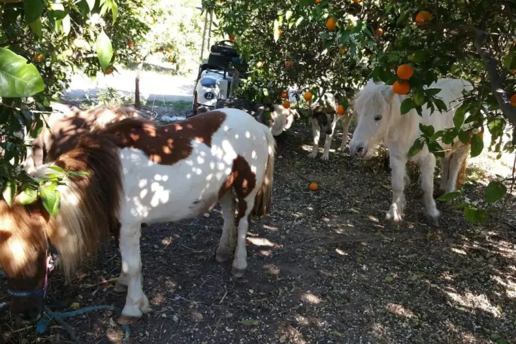 Quinta Vita- Vila Laranja