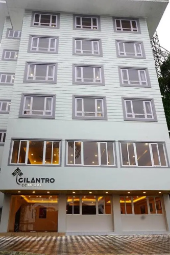 Cilantro Comfort