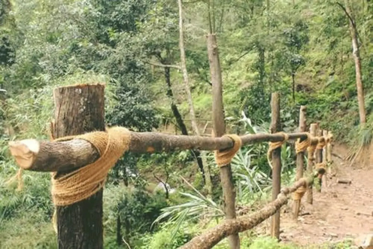 Bunjungle Adventures