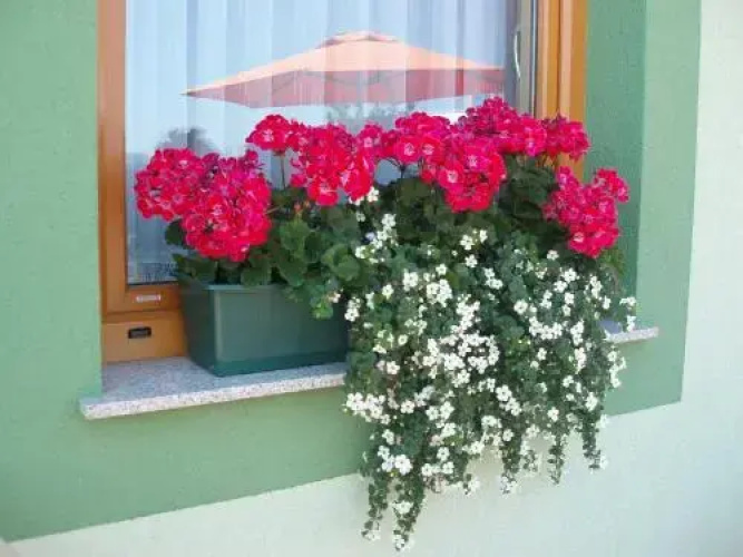 Motel Divjak