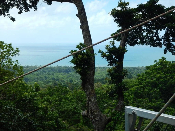 Black Palm Cape Tribulation
