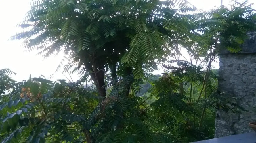 Cà Feddia