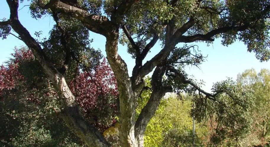 El Mirador De Rocio