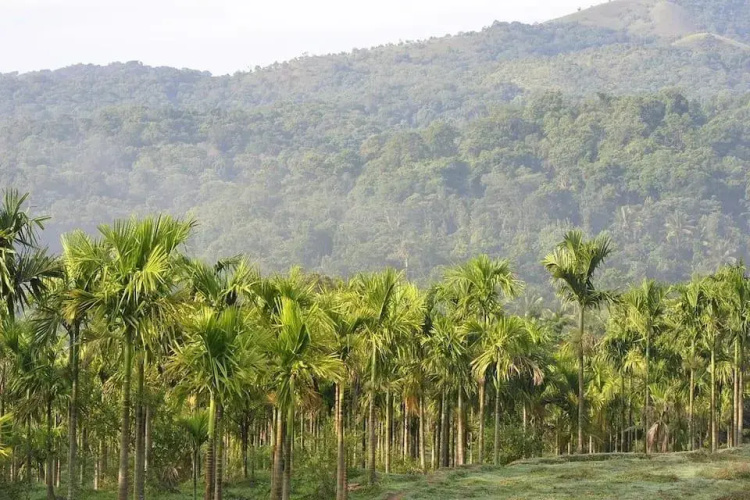Kalindi River Resort