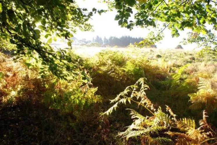 Stag's Head Farm Bed & Breakfast
