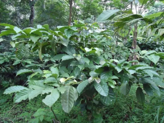 Spice Garden Farm House