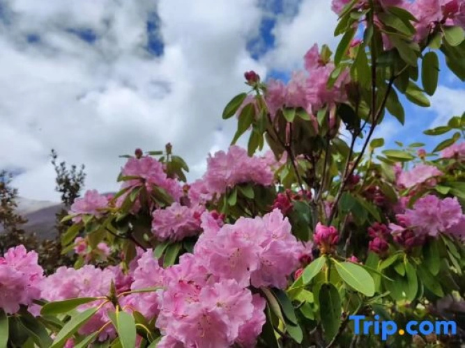 Siguniangshan Sishan Homestay