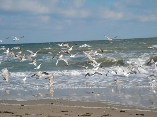 Strandläufer - [#29764]