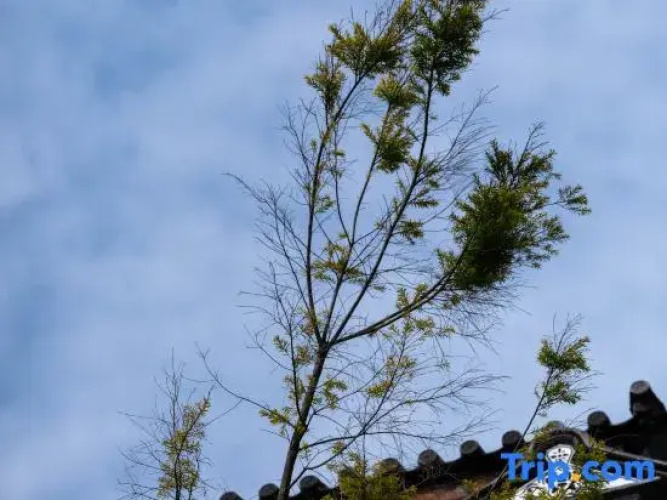 Dali Lingxi Garden Homestay