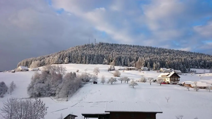 Waldblick