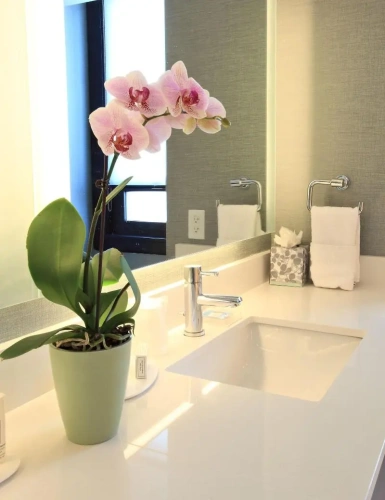 Quadruple Suite