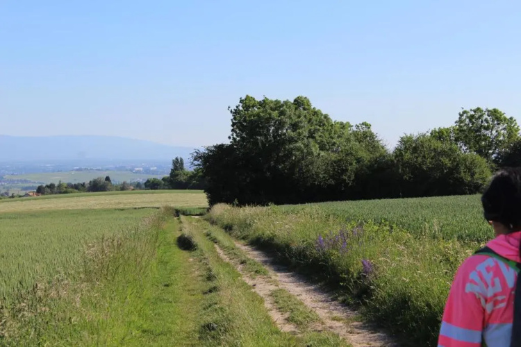 Le petit nid à Viry