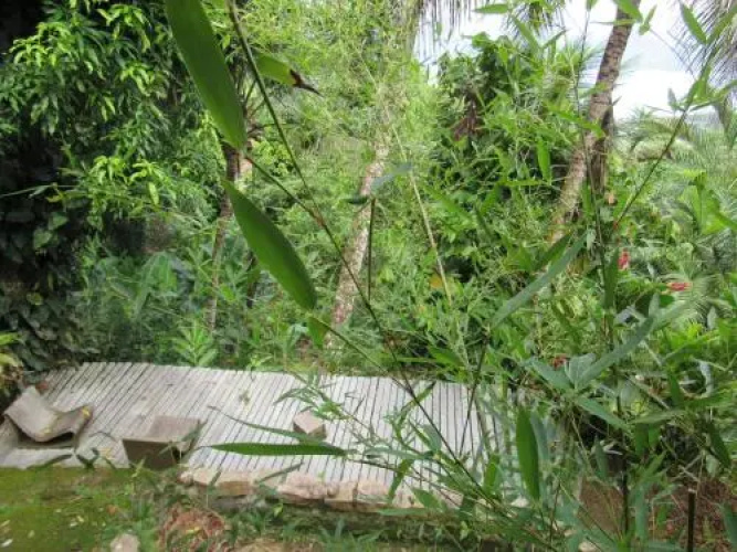Aguazuis