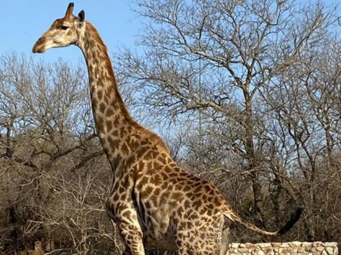 The Den at Kruger 3479