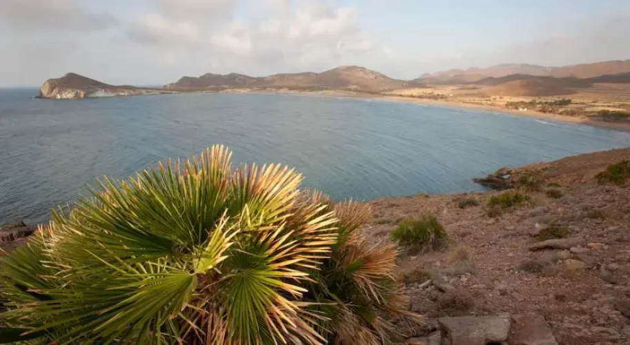Albaricoques Rural