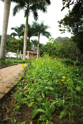 Long Phuong Homestay