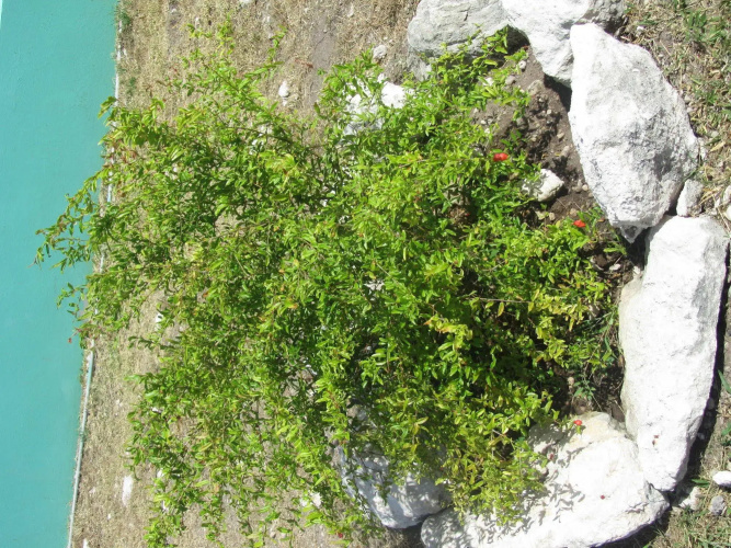Sea Grape Villas