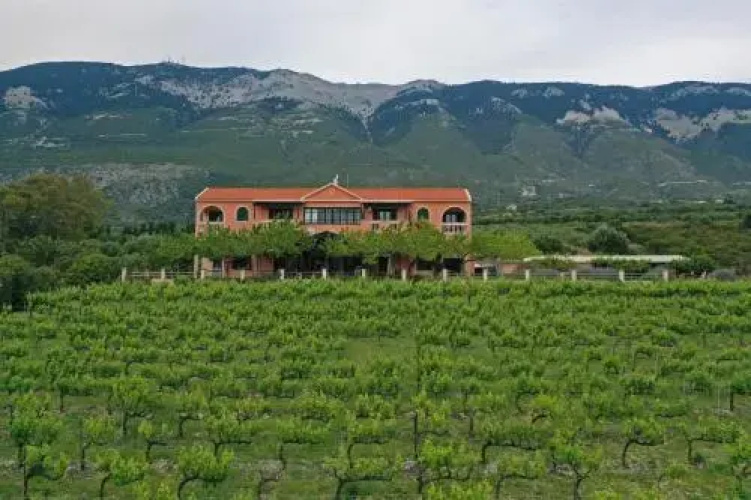 Stella Vineyard