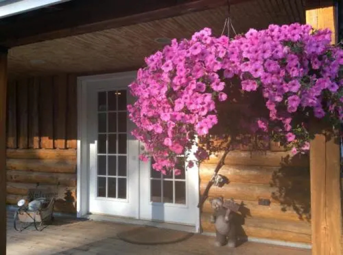 Denali Fireside Cabins & Suites