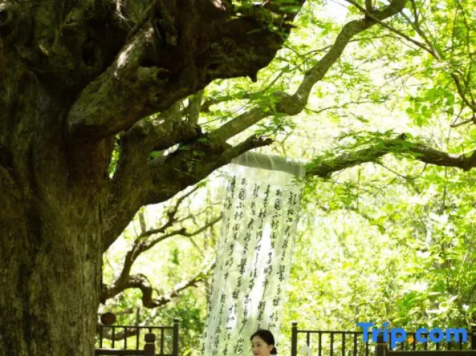 Tree House Nanshan Sanya
