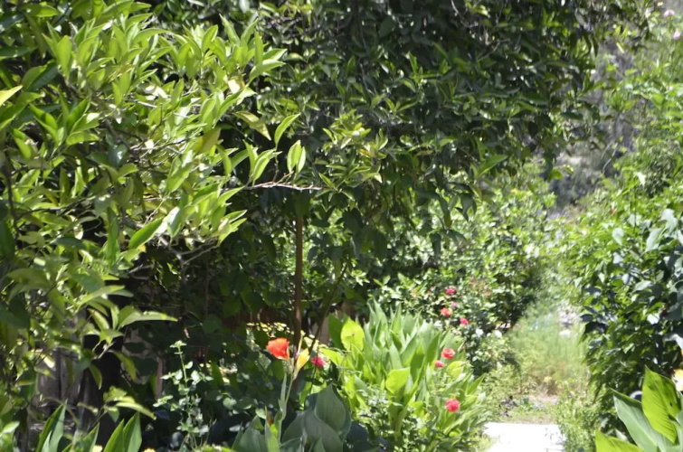 Olympos Mercan Bungalow