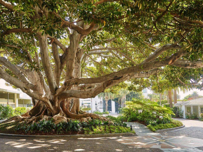 Fairmont Miramar Hotel & Bungalows photo 11