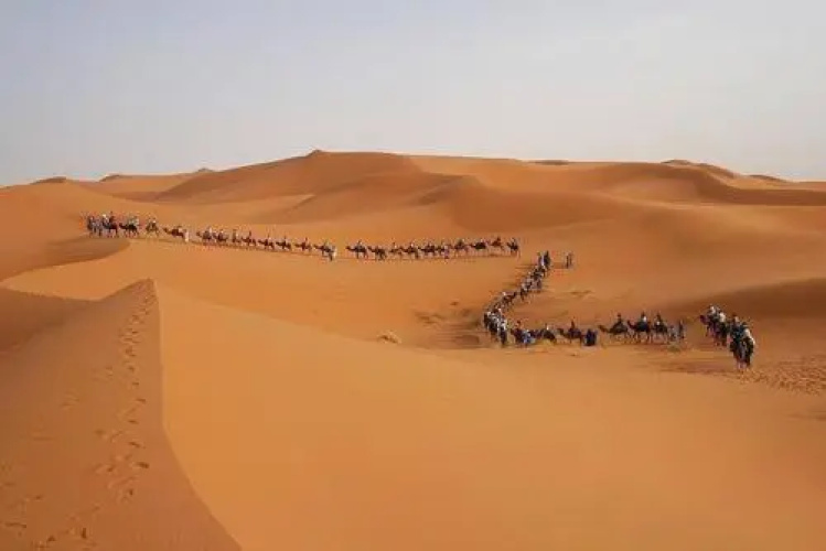 Sahara Camels Camp