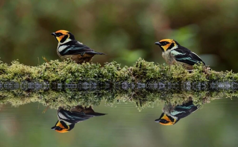 Birdwatcher's House