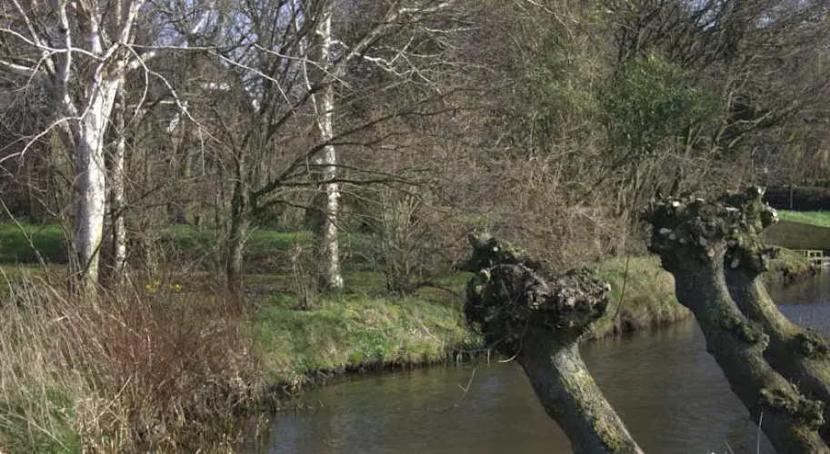 B&B De Esdoorn