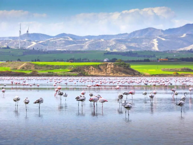 Kave Blue Mackenzie 1 Bdr Flat with Pool