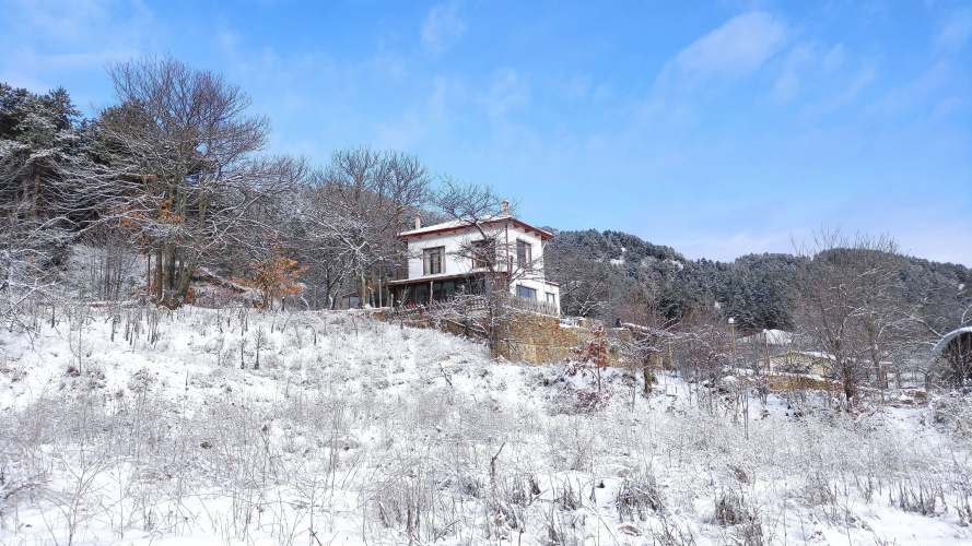 Torrhebia Dag Evi
